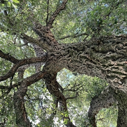 Urban Forest Plan Update thumbnail icon